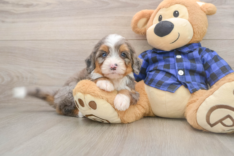 Petite Mini Bernedoodle Poodle Mix Pup