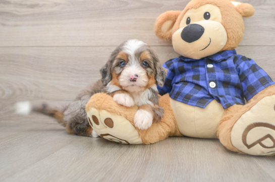 Petite Mini Bernedoodle Poodle Mix Pup
