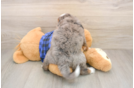 Best Mini Bernedoodle Baby