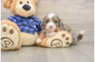 Best Mini Bernedoodle Baby