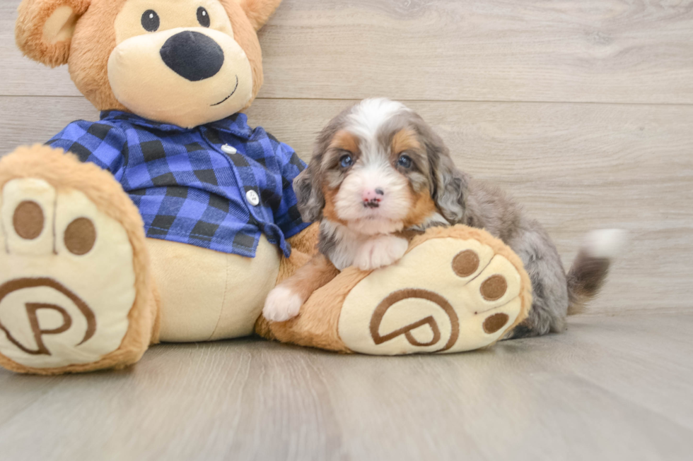 Best Mini Bernedoodle Baby