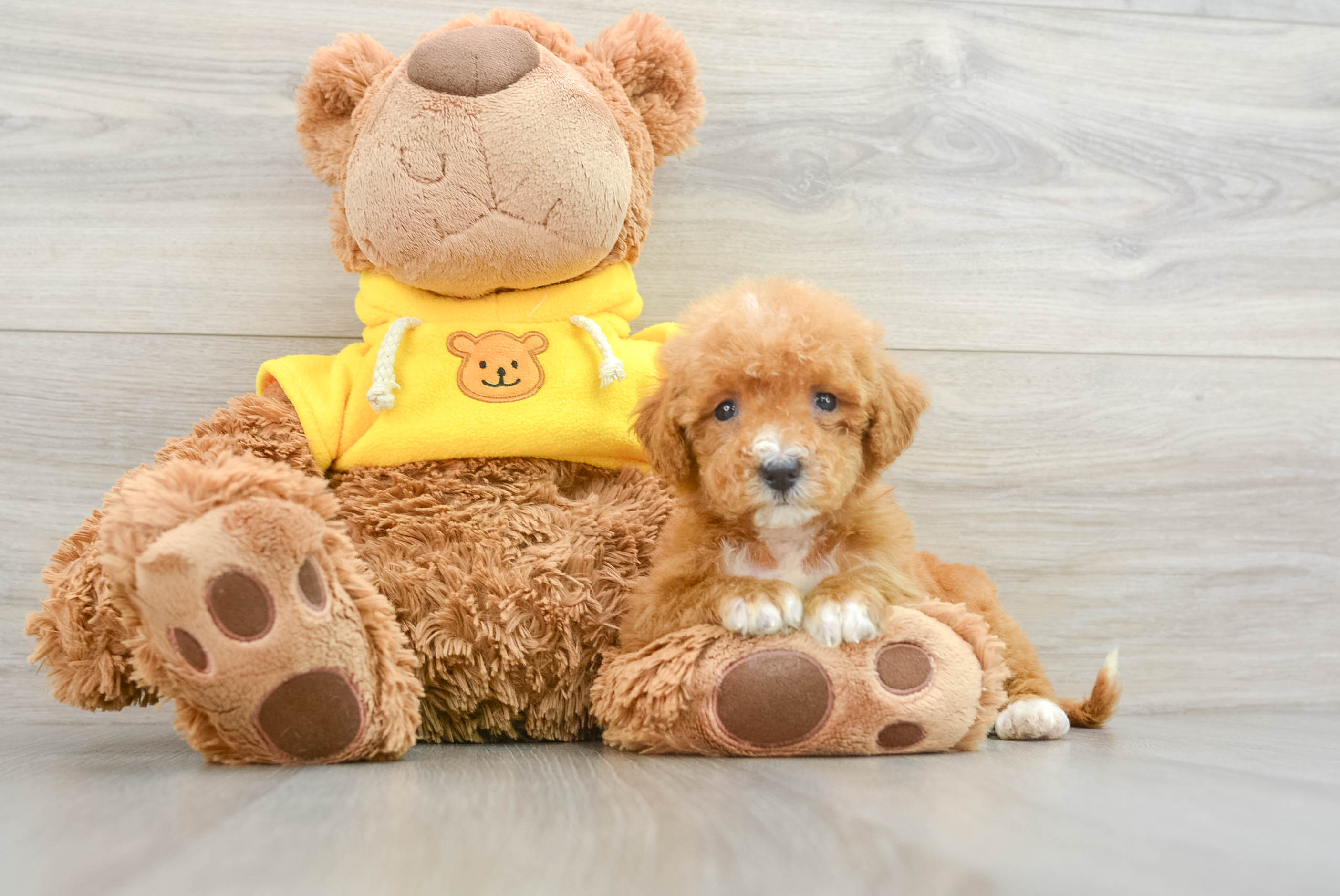 Best Mini Bernedoodle Baby