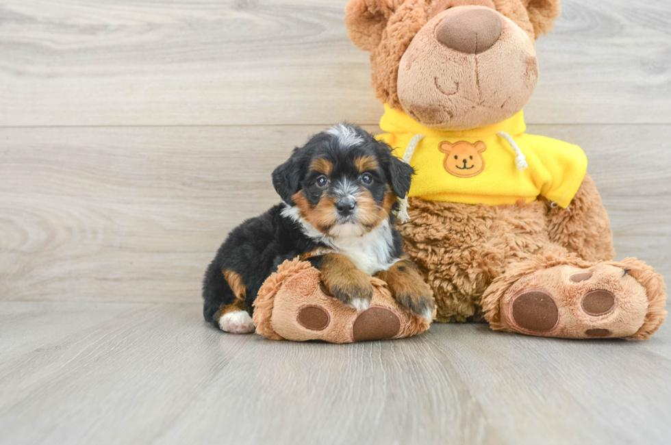 6 week old Mini Bernedoodle Puppy For Sale - Florida Fur Babies