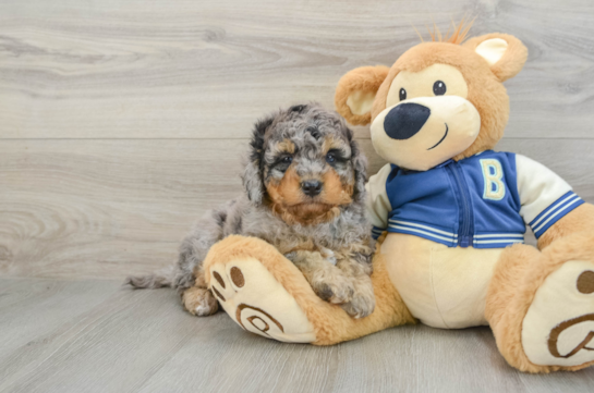 Mini Bernedoodle Pup Being Cute