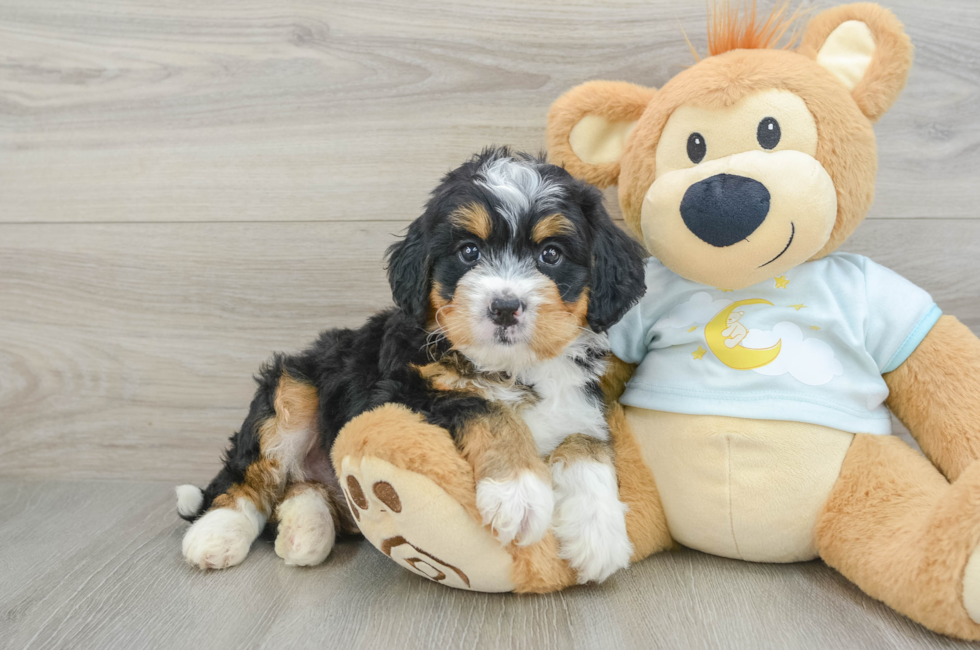 6 week old Mini Bernedoodle Puppy For Sale - Florida Fur Babies