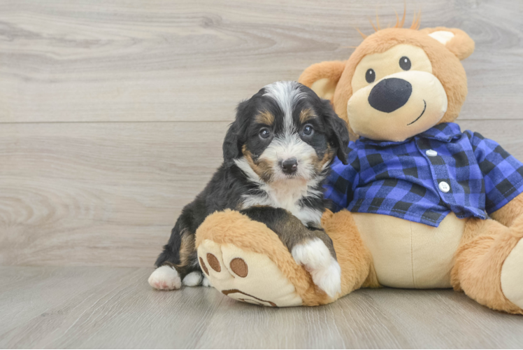 Mini Bernedoodle Pup Being Cute