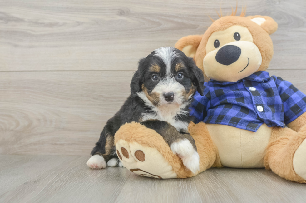 5 week old Mini Bernedoodle Puppy For Sale - Florida Fur Babies