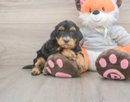 6 week old Mini Bernedoodle Puppy For Sale - Florida Fur Babies