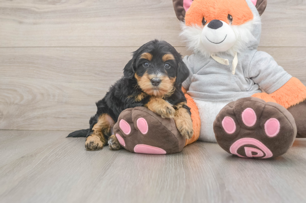 5 week old Mini Bernedoodle Puppy For Sale - Florida Fur Babies