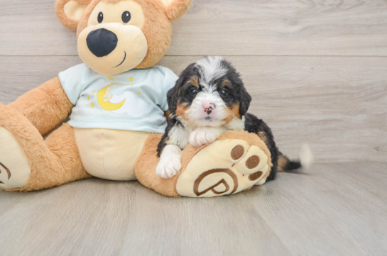 Playful Mini Bernese Poodle Poodle Mix Puppy