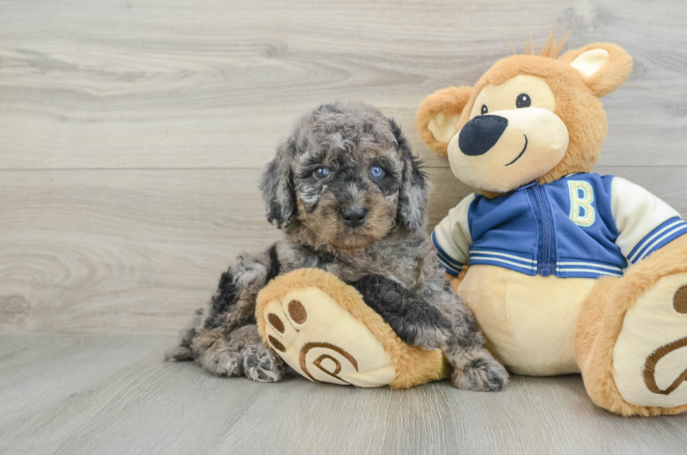 5 week old Mini Bernedoodle Puppy For Sale - Florida Fur Babies