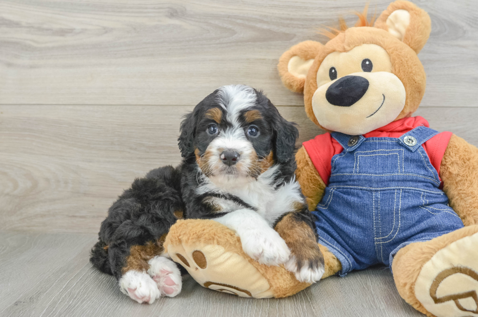 5 week old Mini Bernedoodle Puppy For Sale - Florida Fur Babies