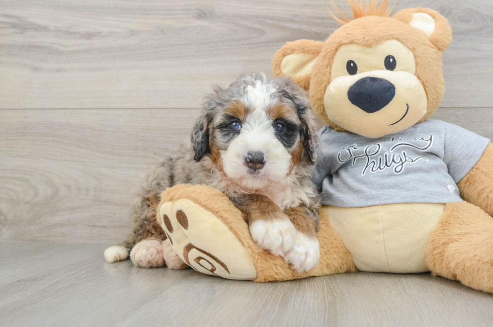 5 week old Mini Bernedoodle Puppy For Sale - Florida Fur Babies
