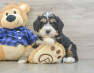 8 week old Mini Bernedoodle Puppy For Sale - Florida Fur Babies