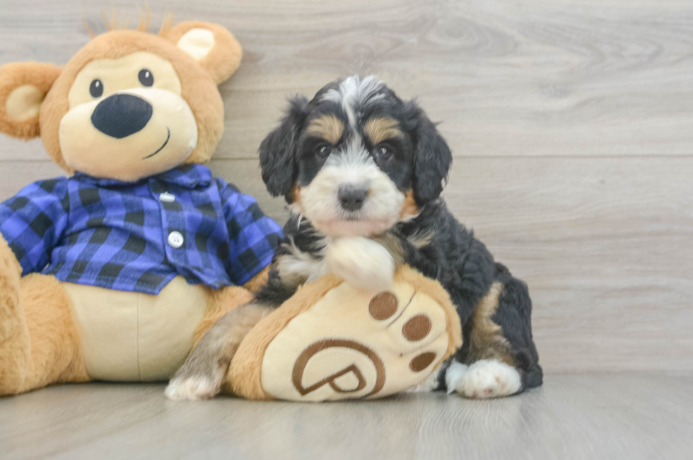 5 week old Mini Bernedoodle Puppy For Sale - Florida Fur Babies