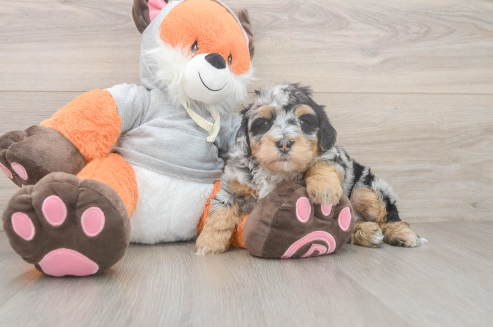 5 week old Mini Bernedoodle Puppy For Sale - Florida Fur Babies