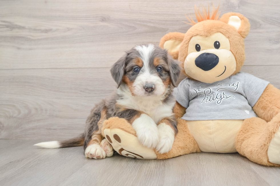 Little Mini Bernese Poodle Poodle Mix Puppy