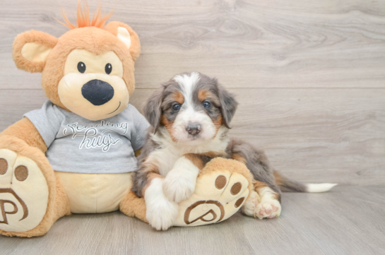 Mini Bernedoodle Pup Being Cute