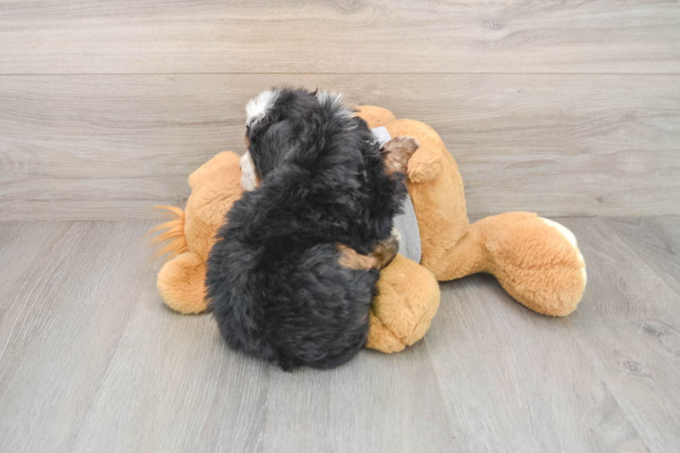 Best Mini Bernedoodle Baby