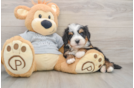 Best Mini Bernedoodle Baby