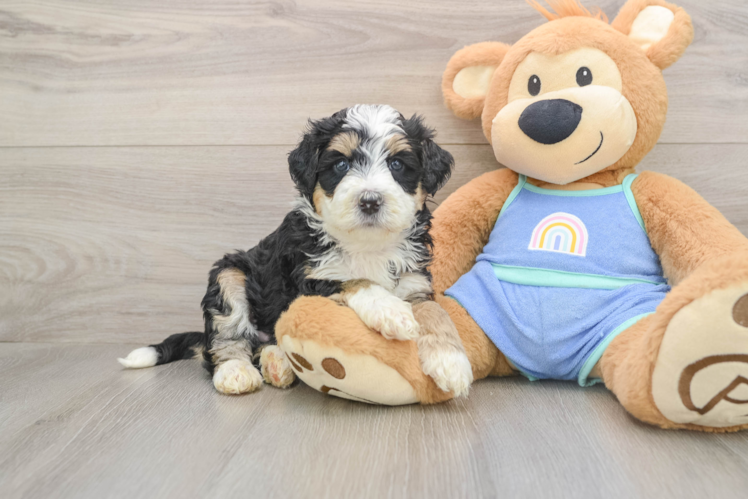 Cute Mini Bernedoodle Baby