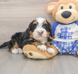 6 week old Mini Bernedoodle Puppy For Sale - Florida Fur Babies