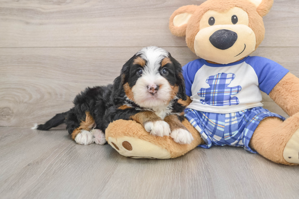 Petite Mini Bernedoodle Poodle Mix Pup