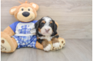 Mini Bernedoodle Pup Being Cute