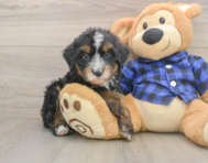7 week old Mini Bernedoodle Puppy For Sale - Florida Fur Babies