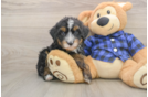 Mini Bernedoodle Pup Being Cute