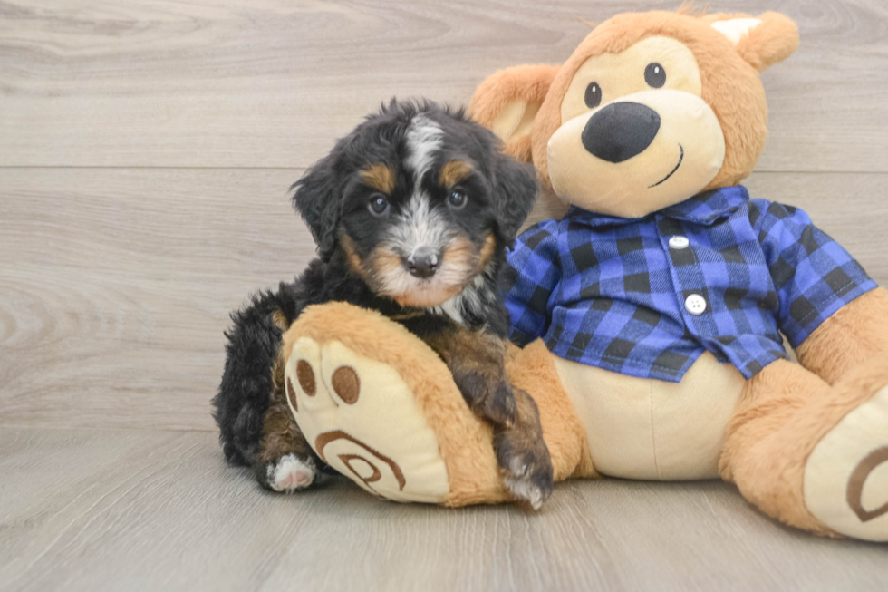 Mini Bernedoodle Pup Being Cute