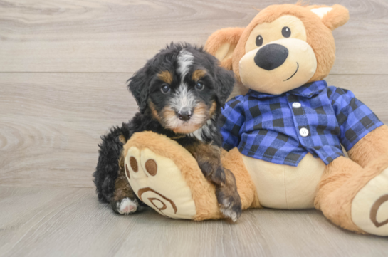 Mini Bernedoodle Pup Being Cute