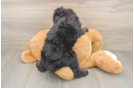 Cute Mini Bernedoodle Baby