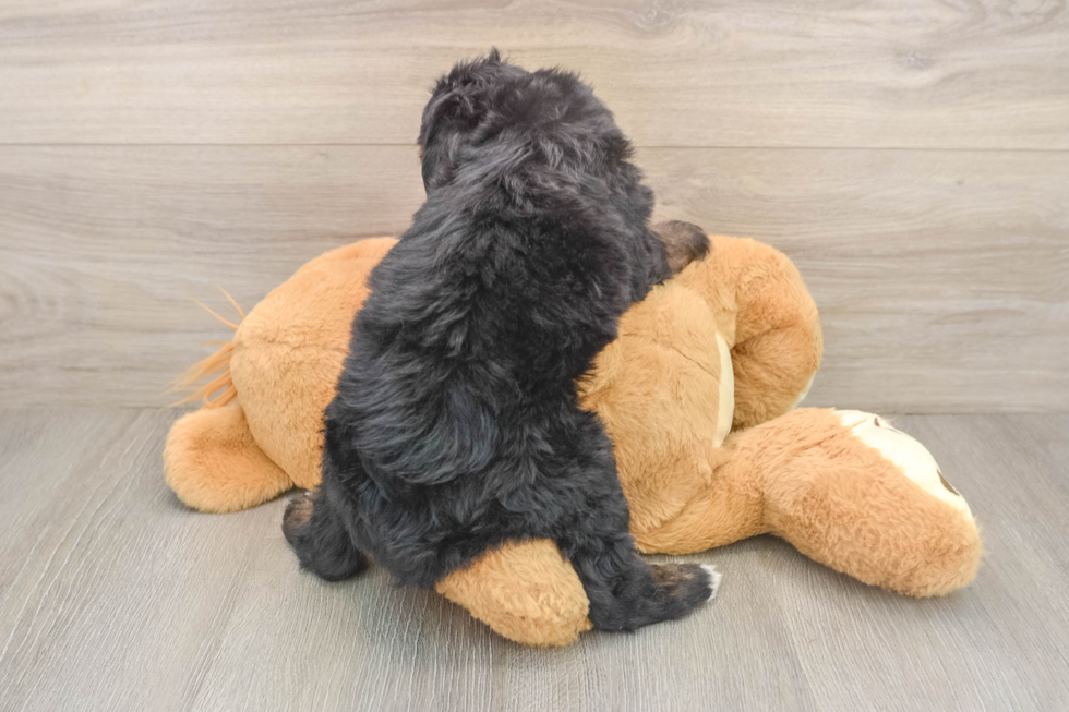 Cute Mini Bernedoodle Baby