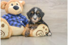 Hypoallergenic Mini Bernesedoodle Poodle Mix Puppy