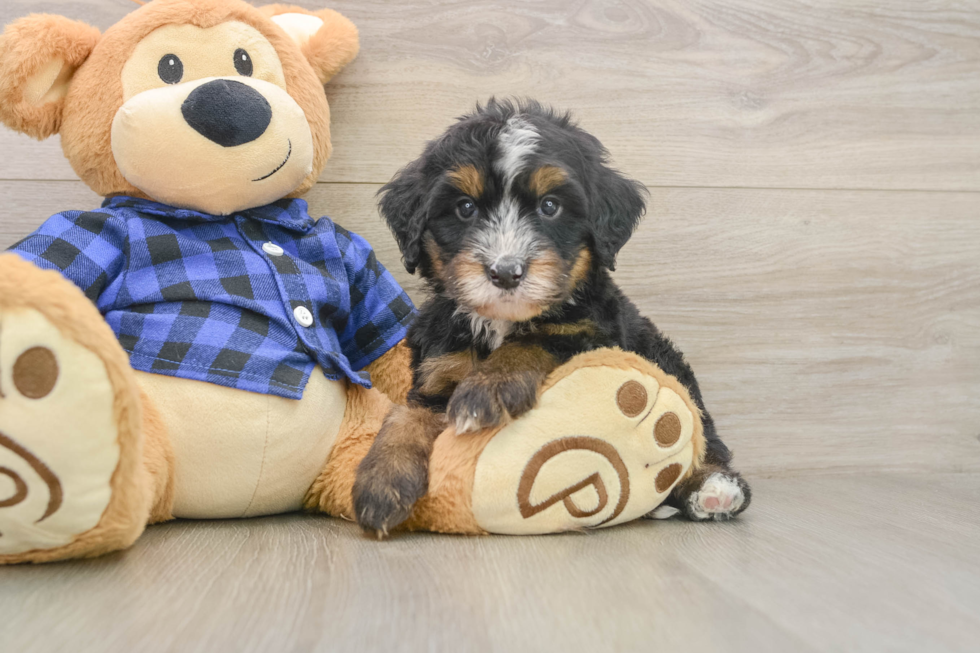 Hypoallergenic Mini Bernesedoodle Poodle Mix Puppy
