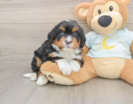5 week old Mini Bernedoodle Puppy For Sale - Florida Fur Babies