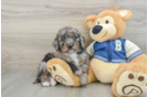 Best Mini Bernedoodle Baby