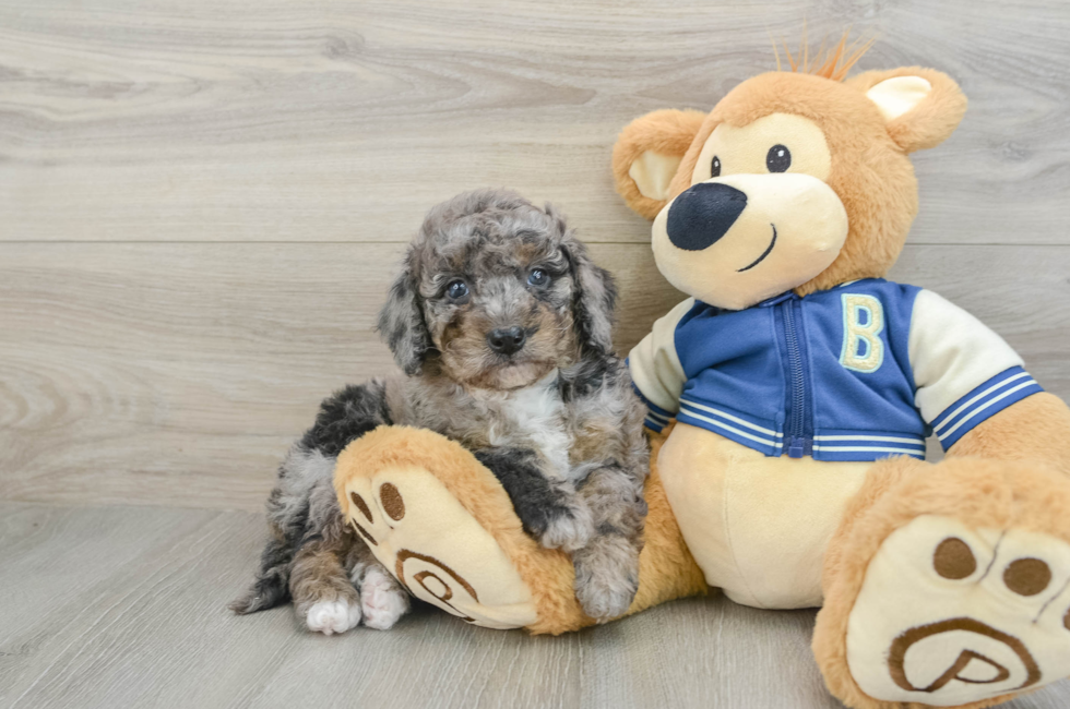 5 week old Mini Bernedoodle Puppy For Sale - Florida Fur Babies