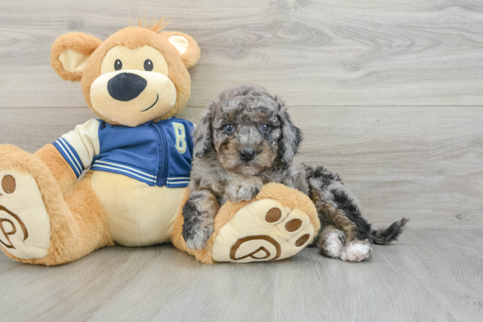 Little Bernadoodle Poodle Mix Puppy