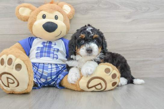 Mini Bernedoodle Pup Being Cute