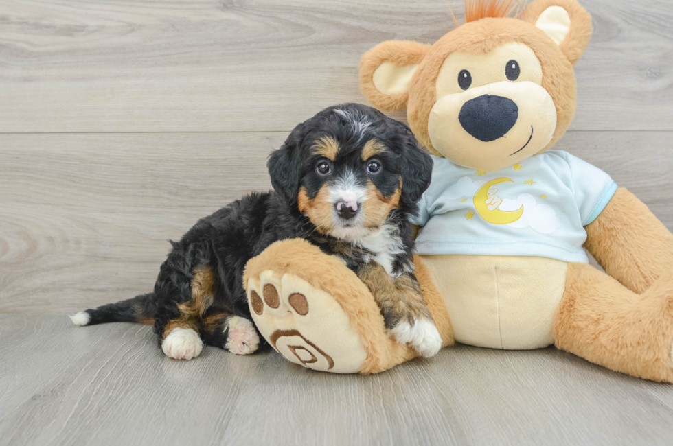 6 week old Mini Bernedoodle Puppy For Sale - Florida Fur Babies