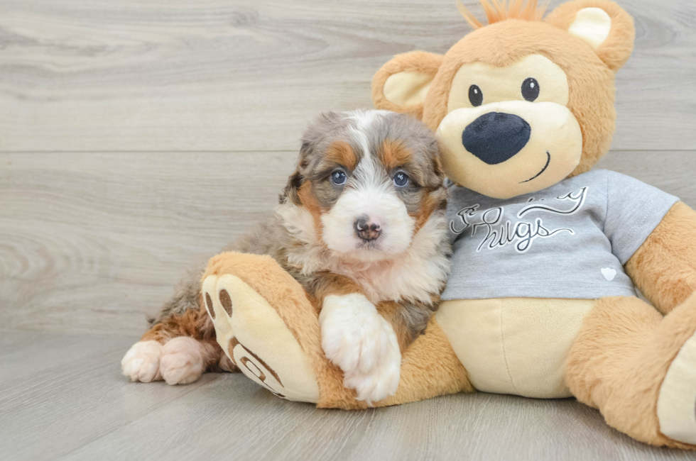 5 week old Mini Bernedoodle Puppy For Sale - Florida Fur Babies