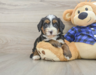 8 week old Mini Bernedoodle Puppy For Sale - Florida Fur Babies