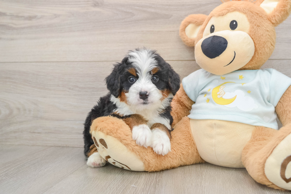 Sweet Mini Bernedoodle Baby