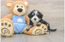 Energetic Mini Bernese Poodle Poodle Mix Puppy