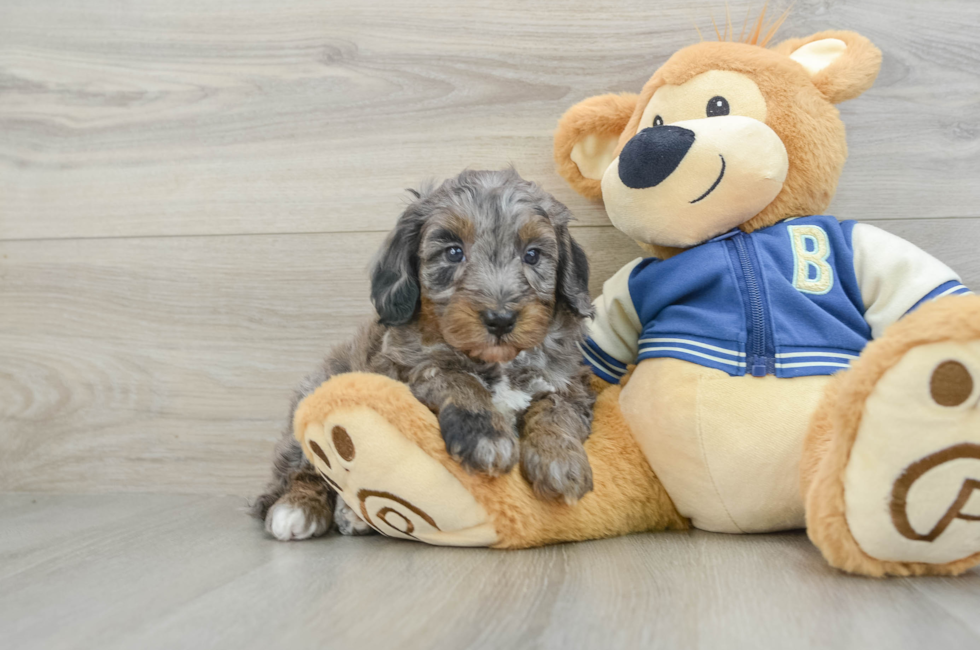 5 week old Mini Bernedoodle Puppy For Sale - Florida Fur Babies