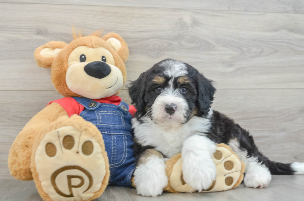 5 week old Mini Bernedoodle Puppy For Sale - Florida Fur Babies