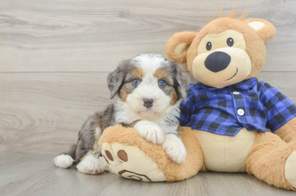 6 week old Mini Bernedoodle Puppy For Sale - Florida Fur Babies