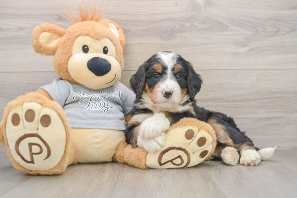 Hypoallergenic Mini Bernesepoo Poodle Mix Puppy